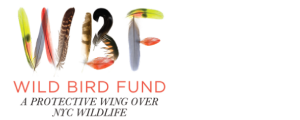 Wild Bird Fund