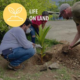 people planting trees