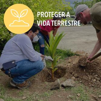 people planting trees