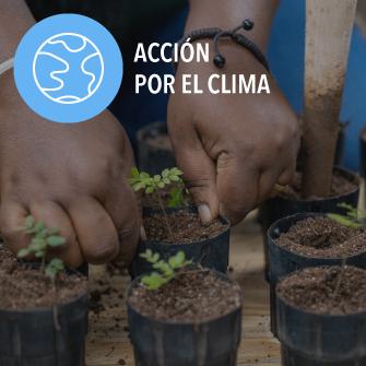 people planting trees