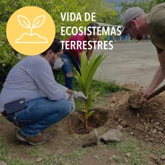 people planting trees