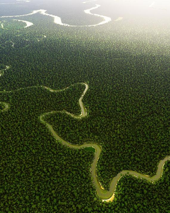 Amazon rainforest