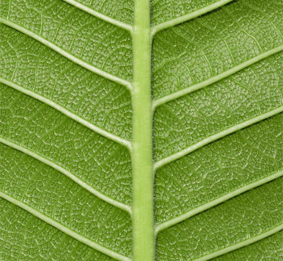 leaf