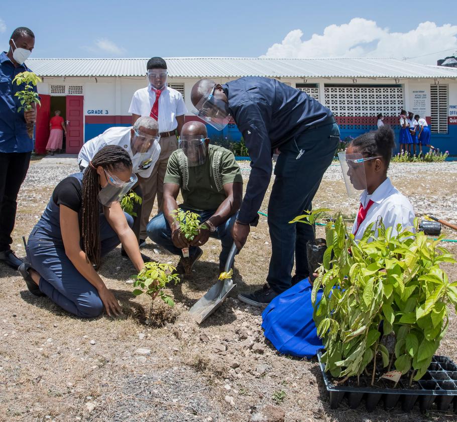 Jamaica tree planting