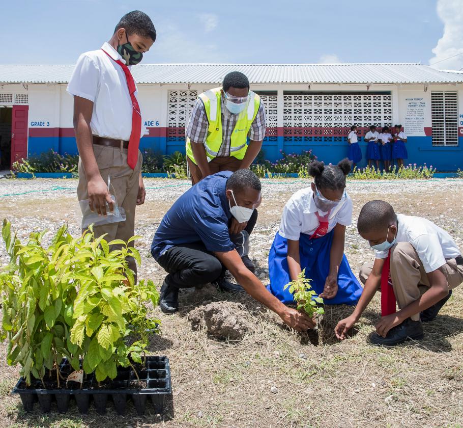 Jamaica tree planting