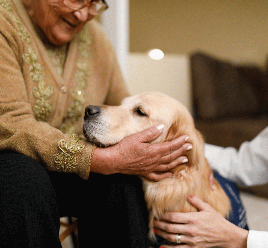 Service dog