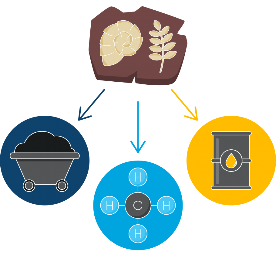 Plant and animal fossils transform into fossil fuels: coal, oil and natural gas